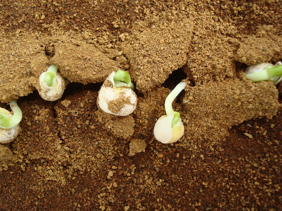 germinating peas - Credit - Wieger Wamelink_Wageningen UR.jpg